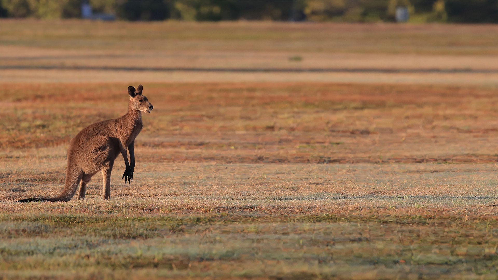 Kangaroo